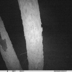 Trichosurus vulpecula (Common Brushtail Possum) at Table Top, NSW - 2 Apr 2021 by ChrisAllen