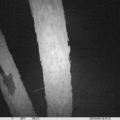 Trichosurus vulpecula (Common Brushtail Possum) at Table Top, NSW - 9 Apr 2021 by ChrisAllen