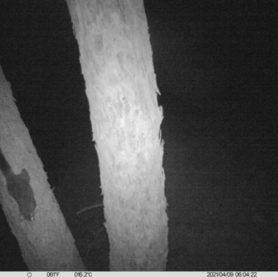 Trichosurus vulpecula (Common Brushtail Possum) at Table Top, NSW - 9 Apr 2021 by ChrisAllen