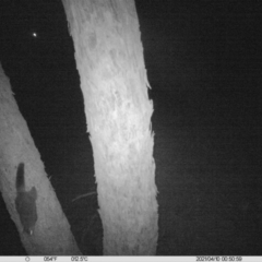 Trichosurus vulpecula (Common Brushtail Possum) at Table Top, NSW - 10 Apr 2021 by ChrisAllen