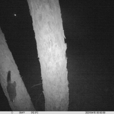 Trichosurus vulpecula (Common Brushtail Possum) at Table Top, NSW - 10 Apr 2021 by ChrisAllen