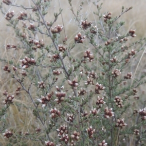 Cryptandra speciosa subsp. speciosa at Tennent, ACT - 7 Jul 2021