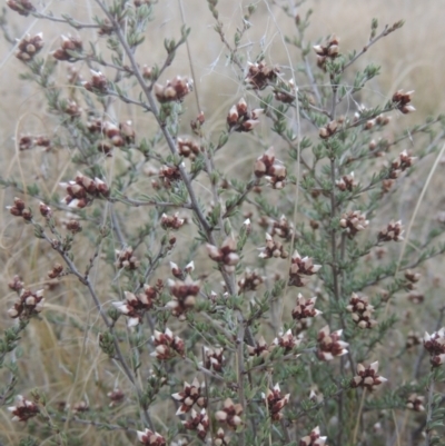 Cryptandra speciosa subsp. speciosa (Silky Cryptandra) at Tennent, ACT - 7 Jul 2021 by michaelb