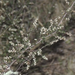 Cryptandra amara (Bitter Cryptandra) at Tennent, ACT - 7 Jul 2021 by MichaelBedingfield