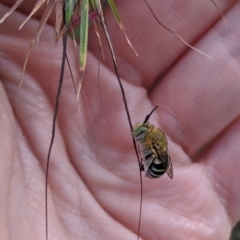 Amegilla (Notomegilla) chlorocyanea (Blue Banded Bee) at Nicholls, ACT - 30 Mar 2020 by EmmaCook