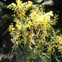 Acacia boormanii (Snowy River Wattle) at Acton, ACT - 18 Aug 2021 by RWPurdie