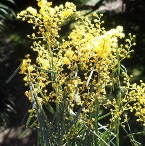 Acacia boormanii at Acton, ACT - 18 Aug 2021 11:33 AM