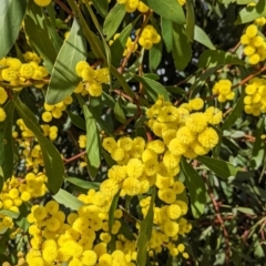 Acacia pycnantha (Golden Wattle) at Charles Sturt University - 18 Aug 2021 by Darcy