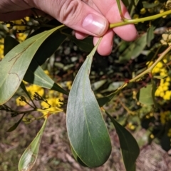 Acacia pycnantha at Thurgoona, NSW - 18 Aug 2021