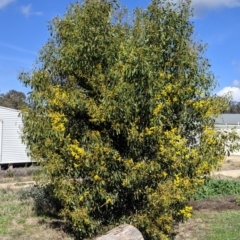 Acacia pycnantha at Thurgoona, NSW - 18 Aug 2021