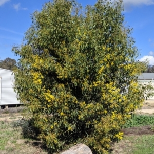 Acacia pycnantha at Thurgoona, NSW - 18 Aug 2021 01:01 PM