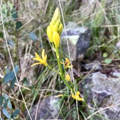 Bulbine glauca (Rock Lily) at Kambah, ACT - 13 Aug 2021 by PeterR