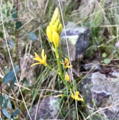 Bulbine glauca (Rock Lily) at Kambah, ACT - 14 Aug 2021 by PeterR