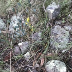 Bulbine glauca at Kambah, ACT - 14 Aug 2021 07:54 AM