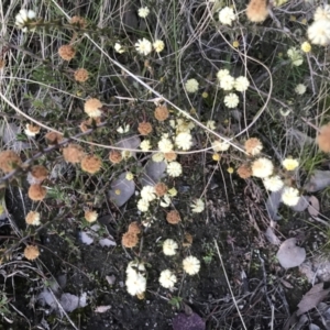 Acacia gunnii at Tuggeranong DC, ACT - 17 Aug 2021