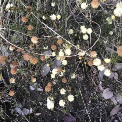 Acacia gunnii (Ploughshare Wattle) at Mount Taylor - 17 Aug 2021 by PeterR