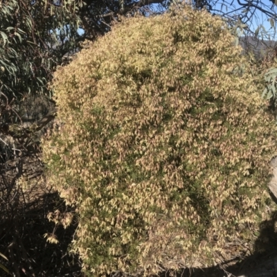 Clematis leptophylla (Small-leaf Clematis, Old Man's Beard) at McQuoids Hill - 17 Aug 2021 by PeterR