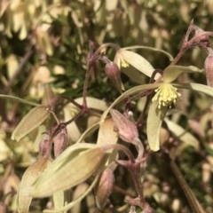 Clematis leptophylla at Kambah, ACT - 18 Aug 2021 09:10 AM