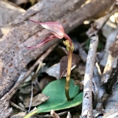 Acianthus collinus (Inland Mosquito Orchid) at Downer, ACT - 10 Aug 2021 by PeterR