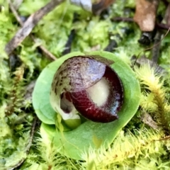 Corysanthes incurva (Slaty Helmet Orchid) at Black Mountain - 10 Aug 2021 by PeterR