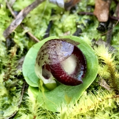 Corysanthes incurva (Slaty Helmet Orchid) at Downer, ACT - 10 Aug 2021 by PeterR