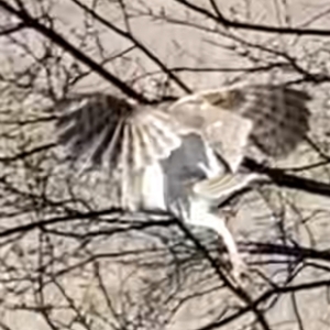 Tyto javanica at Yarralumla, ACT - 18 Aug 2021 12:10 PM