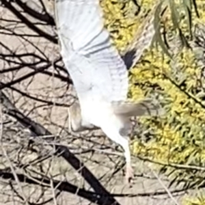 Tyto alba at Yarralumla, ACT - 18 Aug 2021 12:10 PM