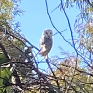 Tyto alba at Yarralumla, ACT - 18 Aug 2021