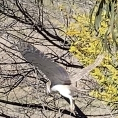 Tyto alba at Yarralumla, ACT - 18 Aug 2021