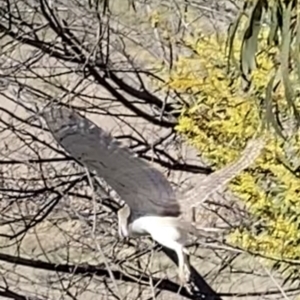 Tyto alba at Yarralumla, ACT - 18 Aug 2021