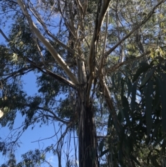 Eucalyptus elata (River Peppermint) at Nicholls, ACT - 18 Aug 2021 by walter