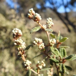 Pomaderris pallida at Kambah, ACT - 18 Aug 2021