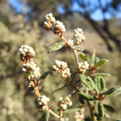 Pomaderris pallida (Pale Pomaderris) at Kambah, ACT - 18 Aug 2021 by HelenCross