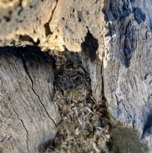 Papyrius sp. (genus) at Macarthur, ACT - suppressed