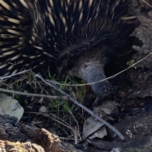 Tachyglossus aculeatus at Macarthur, ACT - 15 Aug 2021 03:15 PM