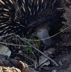 Tachyglossus aculeatus (Short-beaked Echidna) at Macarthur, ACT - 15 Aug 2021 by RAllen