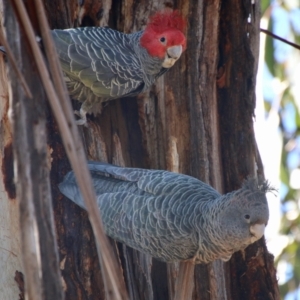 Callocephalon fimbriatum at Hughes, ACT - 18 Aug 2021