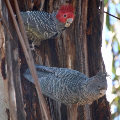 Callocephalon fimbriatum (Gang-gang Cockatoo) at Red Hill to Yarralumla Creek - 18 Aug 2021 by LisaH