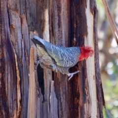 Callocephalon fimbriatum at Hughes, ACT - 18 Aug 2021