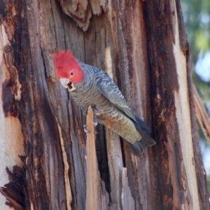 Callocephalon fimbriatum at Hughes, ACT - suppressed