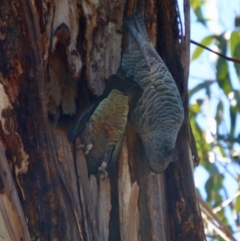 Callocephalon fimbriatum at Hughes, ACT - suppressed