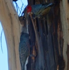 Callocephalon fimbriatum at Hughes, ACT - 18 Aug 2021