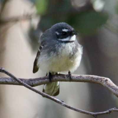 Rhipidura albiscapa (Grey Fantail) at Albury - 18 Aug 2021 by PaulF