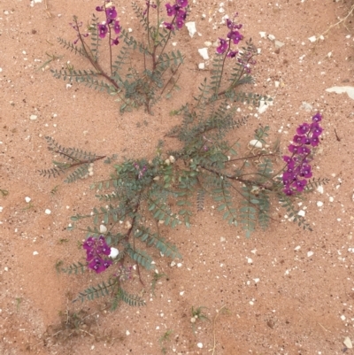 Swainsona swainsonioides at Tibooburra, NSW - 1 Jul 2021 by NedJohnston