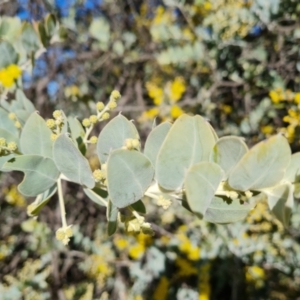 Acacia podalyriifolia at Isaacs, ACT - 18 Aug 2021