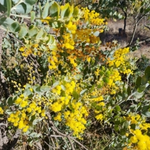 Acacia podalyriifolia at Isaacs, ACT - 18 Aug 2021