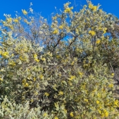 Acacia podalyriifolia at Isaacs, ACT - 18 Aug 2021