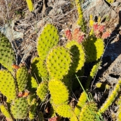 Opuntia puberula (Puberula Cactus) at Isaacs, ACT - 18 Aug 2021 by Mike