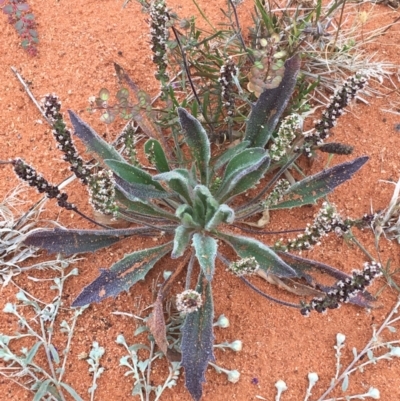 Plantago drummondii at Tibooburra, NSW - 1 Jul 2021 by NedJohnston