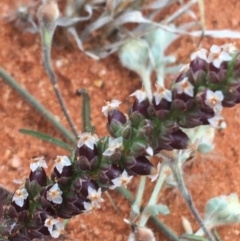 Plantago drummondii at suppressed - 1 Jul 2021